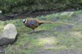 /album/zoo-de-kronberg-avril-2014-/img-6308-gf-jpg/